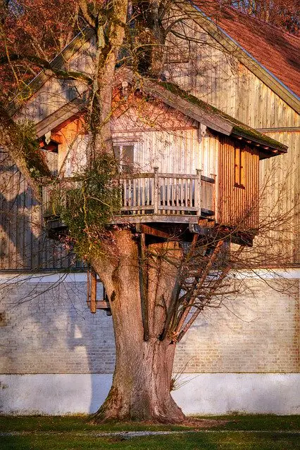 treehouse in a large tree