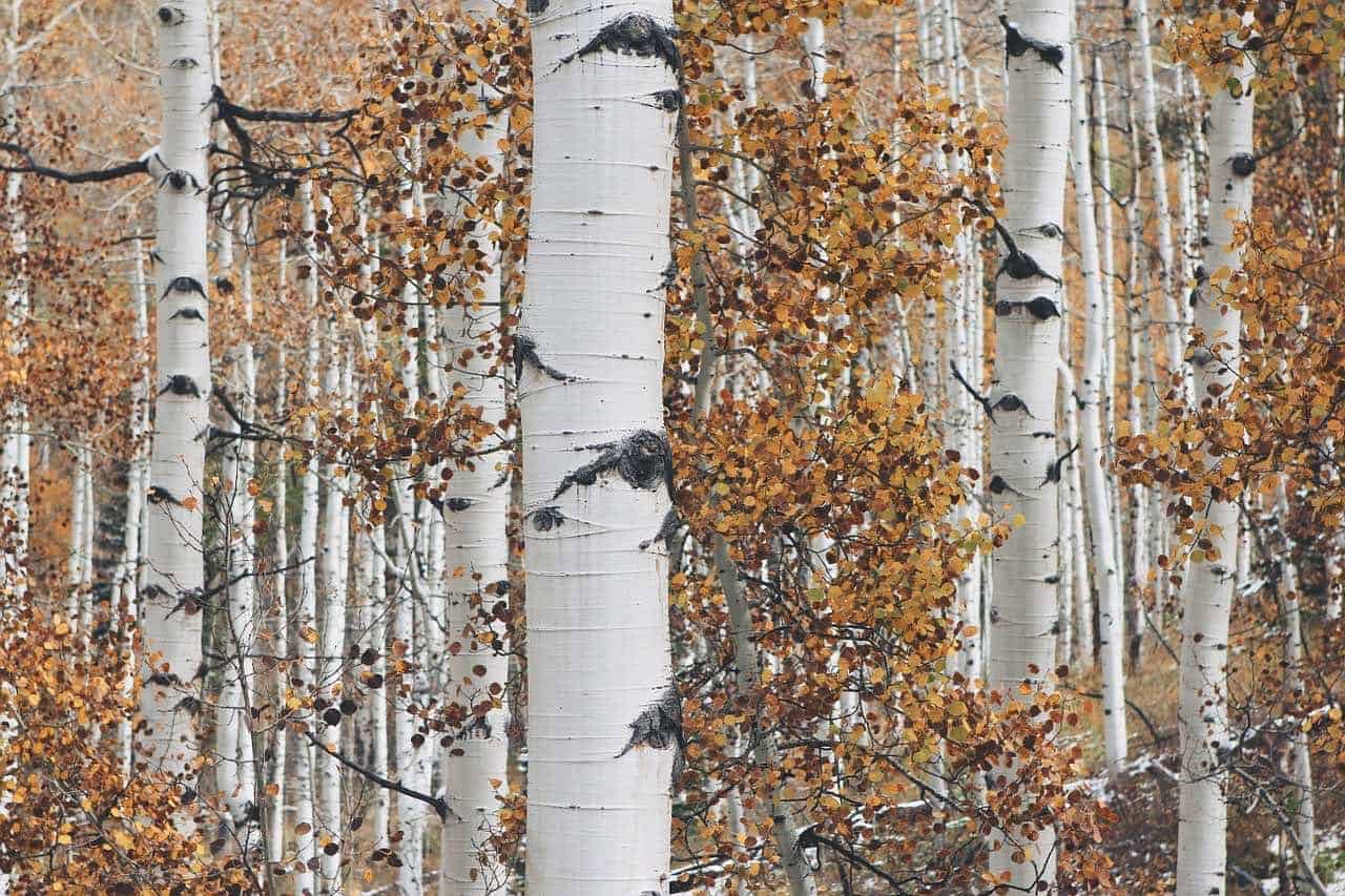 Carving Aspen What You Should Know About The Wood The Whittling Guide