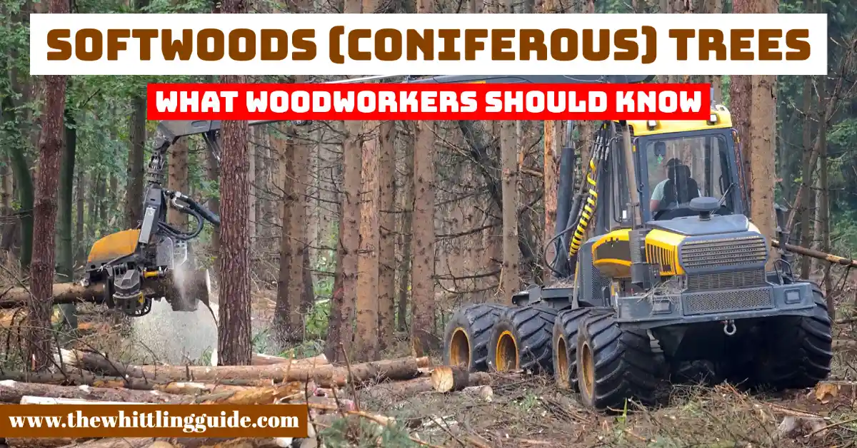 Softwoods (Coniferous) Trees | What Woodworkers Should Know