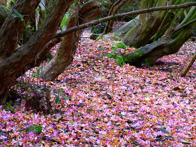 Carving Rhododendron Wood | With Great Examples - The Whittling Guide