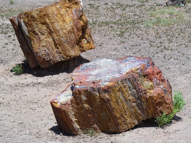 Carving Petrified Wood