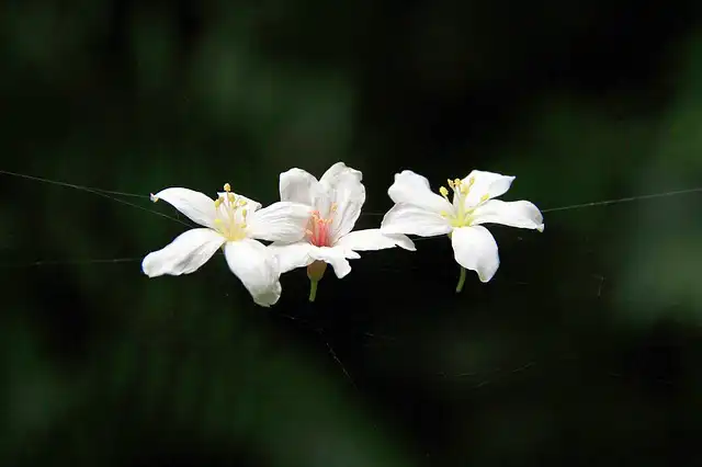 tung-flower